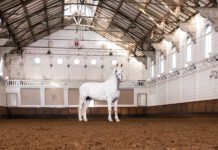 ‘Viering schoonheid en kracht paarden’ met kunst in Hollandsche Manege