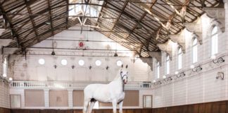 ‘Viering schoonheid en kracht paarden’ met kunst in Hollandsche Manege