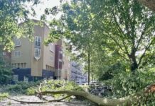 Zomerstorm Poly: bomen omgewaaid, geen trams, bussen en treinen