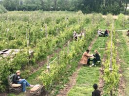 3 oogstfeesten om te onthouden