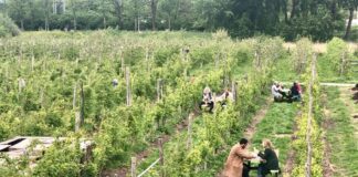 3 oogstfeesten om te onthouden