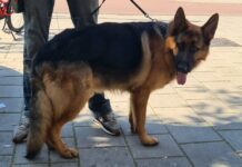 Herdershond gedumpt in Bos en Lommer: Dierenambulance Amsterdam vraagt tips