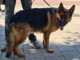Herdershond gedumpt in Bos en Lommer: Dierenambulance Amsterdam vraagt tips