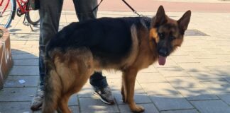 Herdershond gedumpt in Bos en Lommer: Dierenambulance Amsterdam vraagt tips