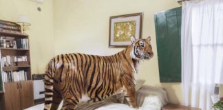 Natuur centraal bij Unseen Photo Fair op Westergas