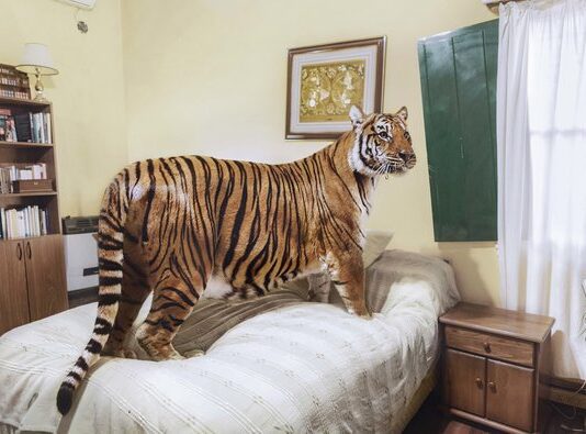 Natuur centraal bij Unseen Photo Fair op Westergas