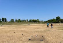 ‘Stop festivals die zware schade toebrengen aan park’