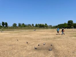 ‘Stop festivals die zware schade toebrengen aan park’