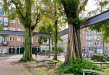 Opnieuw grote populier Van Beuningenplein gekapt