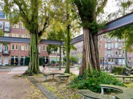 Opnieuw grote populier Van Beuningenplein gekapt