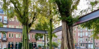 Opnieuw grote populier Van Beuningenplein gekapt