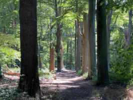 ProgressWithNature.nl – wandelcoaching bij verlies en/of hooggevoeligheid
