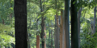 ProgressWithNature.nl – wandelcoaching bij verlies en/of hooggevoeligheid