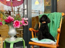 5x chillen met de hond in Amsterdam-West