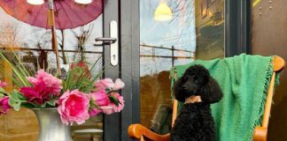 5x chillen met de hond in Amsterdam-West