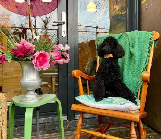 5x chillen met de hond in Amsterdam-West