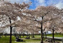Zonnige lentedag met bloeiende kersenbomen