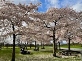 Zonnige lentedag met bloeiende kersenbomen