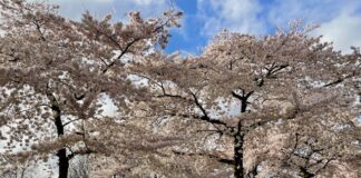 Zonnige lentedag met bloeiende kersenbomen