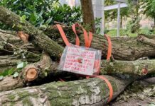 Proef in West met aankondiging kap bij boom zelf