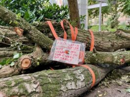 Proef in West met aankondiging kap bij boom zelf