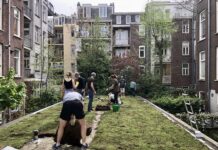 Grauwe schuurdaken in Oud-West nu groen door bewonersinitiatief