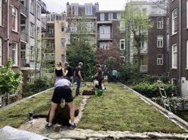 Grauwe schuurdaken in Oud-West nu groen door bewonersinitiatief