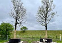 Rhônepark bij Sloterdijk krijgt bomencamping