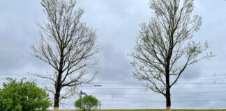 Rhônepark bij Sloterdijk krijgt bomencamping