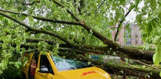 Pakketbezorger ongedeerd na vallende boom op bestelbus