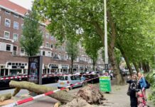 Grote boom Jan van Galenstraat valt opeens dwars over fietspad en weg