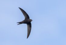 Gierzwaluwen kijken in West: op zoek naar de iconische Amsterdamse zomervogel