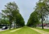 Bomen Transformatorweg moeten wijken voor nieuwe woonwijk
