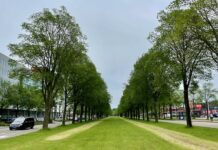 Bomen Transformatorweg moeten wijken voor nieuwe woonwijk