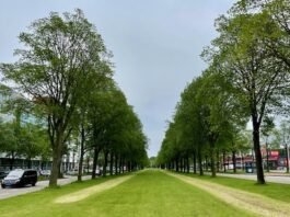Bomen Transformatorweg moeten wijken voor nieuwe woonwijk
