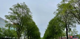 Bomen Transformatorweg moeten wijken voor nieuwe woonwijk