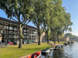 Kunnen deze met kap bedreigde populieren nog 100 jaar blijven staan?