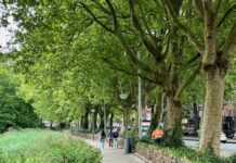 Veiligheidscheck bomen Jan van Galenstraat