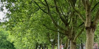 Veiligheidscheck bomen Jan van Galenstraat