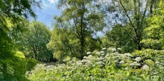 Parkeerplaats opheffen voor boom – West zet in op ‘radicale vergroening’