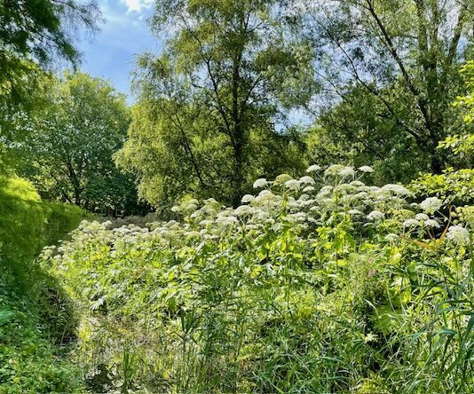 Parkeerplaats opheffen voor boom – West zet in op ‘radicale vergroening’