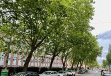 Gemeente controleert veiligheid bomen Jan van Galenstraat