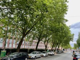 Gemeente controleert veiligheid bomen Jan van Galenstraat