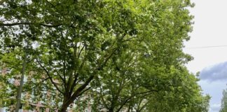 Gemeente controleert veiligheid bomen Jan van Galenstraat