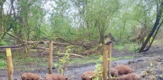 Varkens helpen in strijd tegen exotische woekerplant in De Bretten