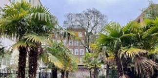 Tuin koeler met minder tegels en meer groen