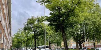 Bewoners maken bezwaar tegen kappen bomen Bos en Lommerweg