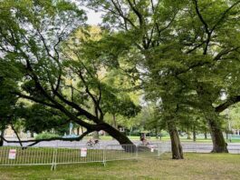 Scheef, schever, scheefst: zorgen om esdoorn uit 1913