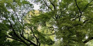 Scheef, schever, scheefst: zorgen om esdoorn uit 1913