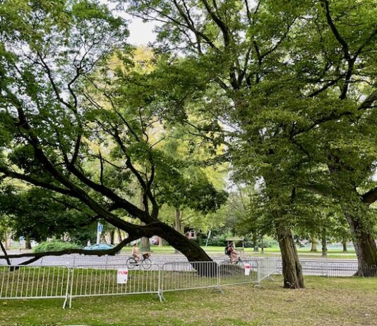 Scheef, schever, scheefst: zorgen om esdoorn uit 1913